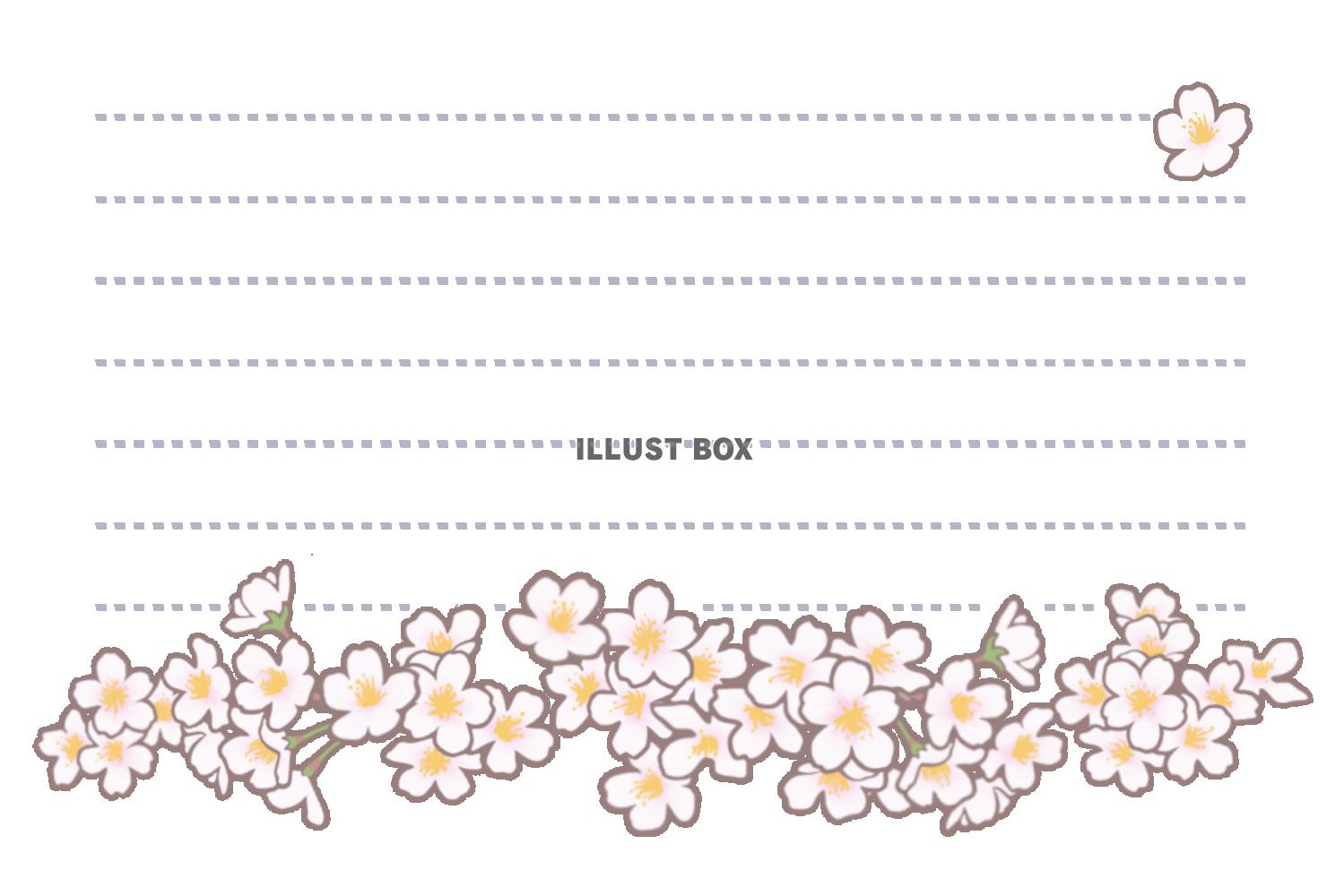 桜のメッセージカード　はがきサイズ罫線入り横向き