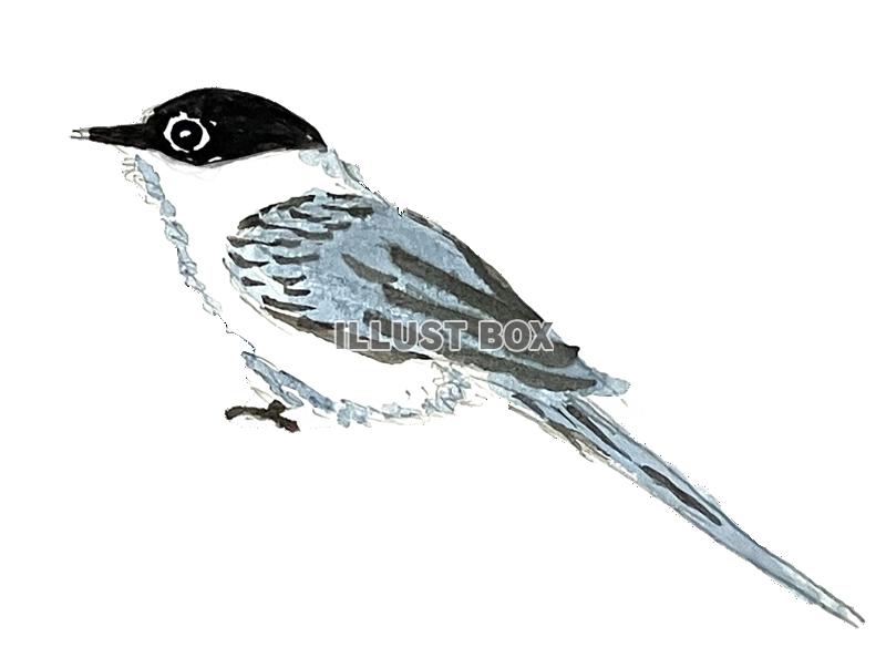手書きの鳥の尾長のイラスト