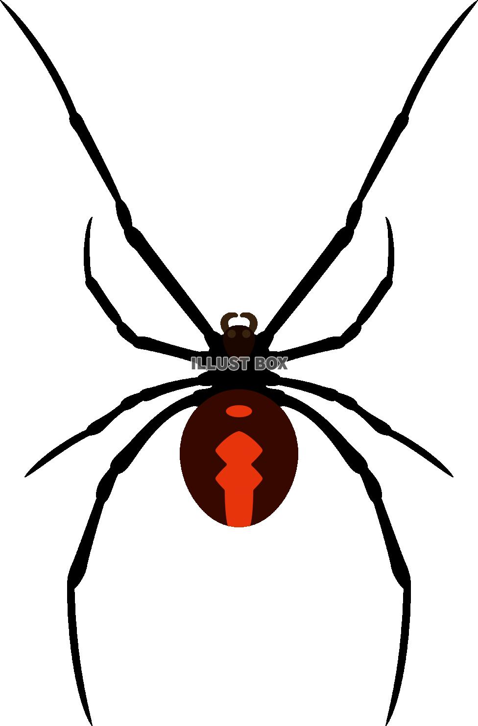  特定外来生物の毒蜘蛛 セアカゴケグモ
