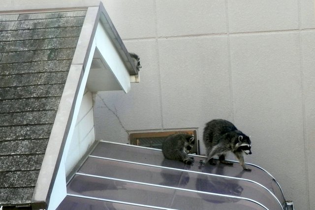 （＠＠；）あらいぐまが屋根の上に？！？！