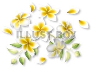 花　プルメリアの花と花びら　白と黄色