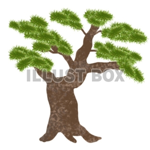 松の木 イラスト無料