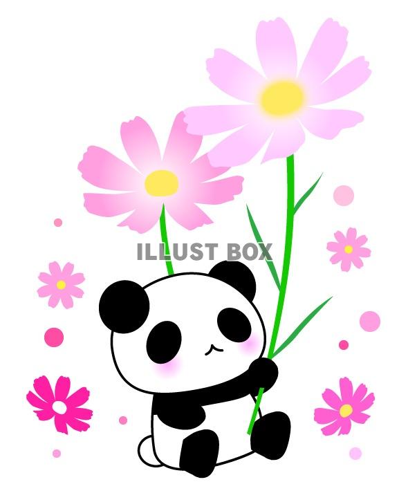 無料イラスト 可愛いパンダとコスモスの花のイラスト