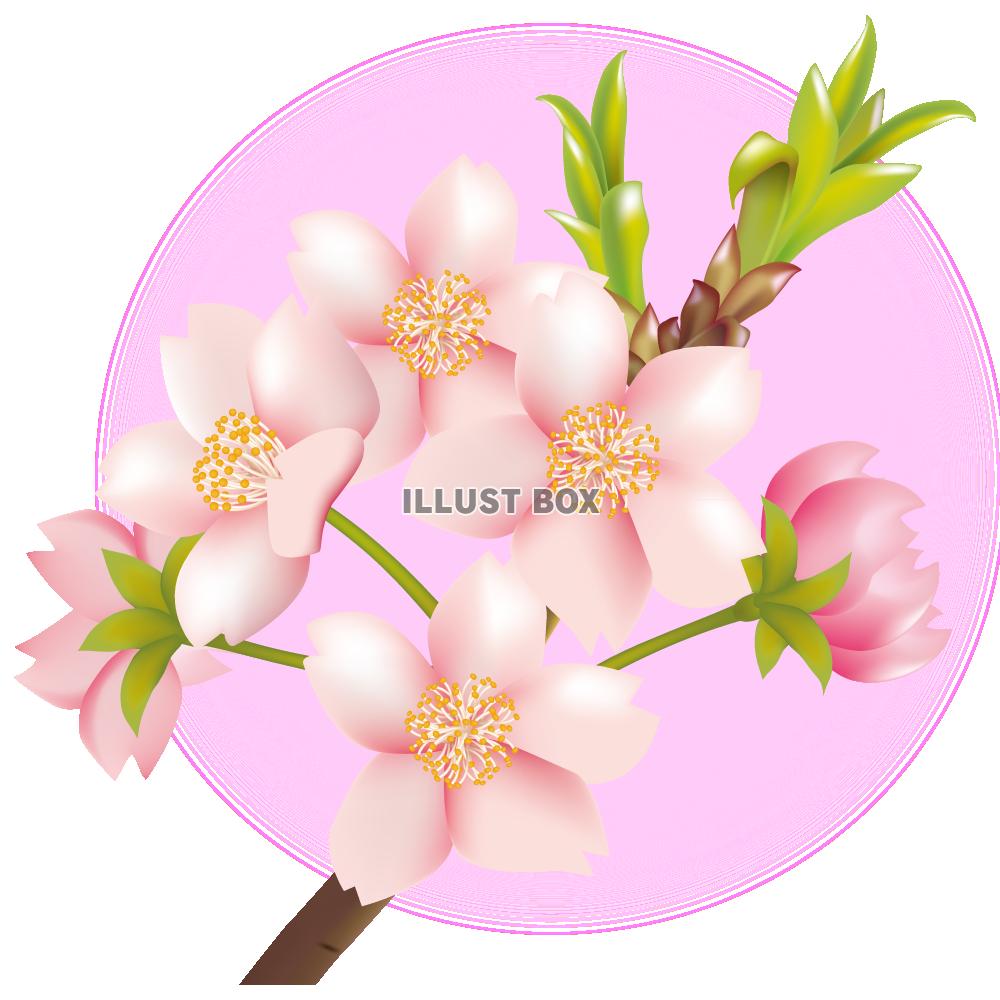 無料イラスト 透過pngイラスト 桜の花とつぼみの枝01
