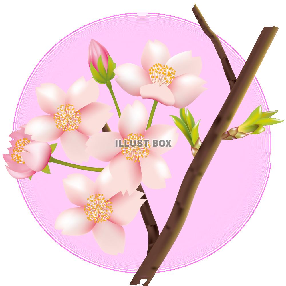 無料イラスト 透過pngイラスト 桜の花とつぼみの枝02