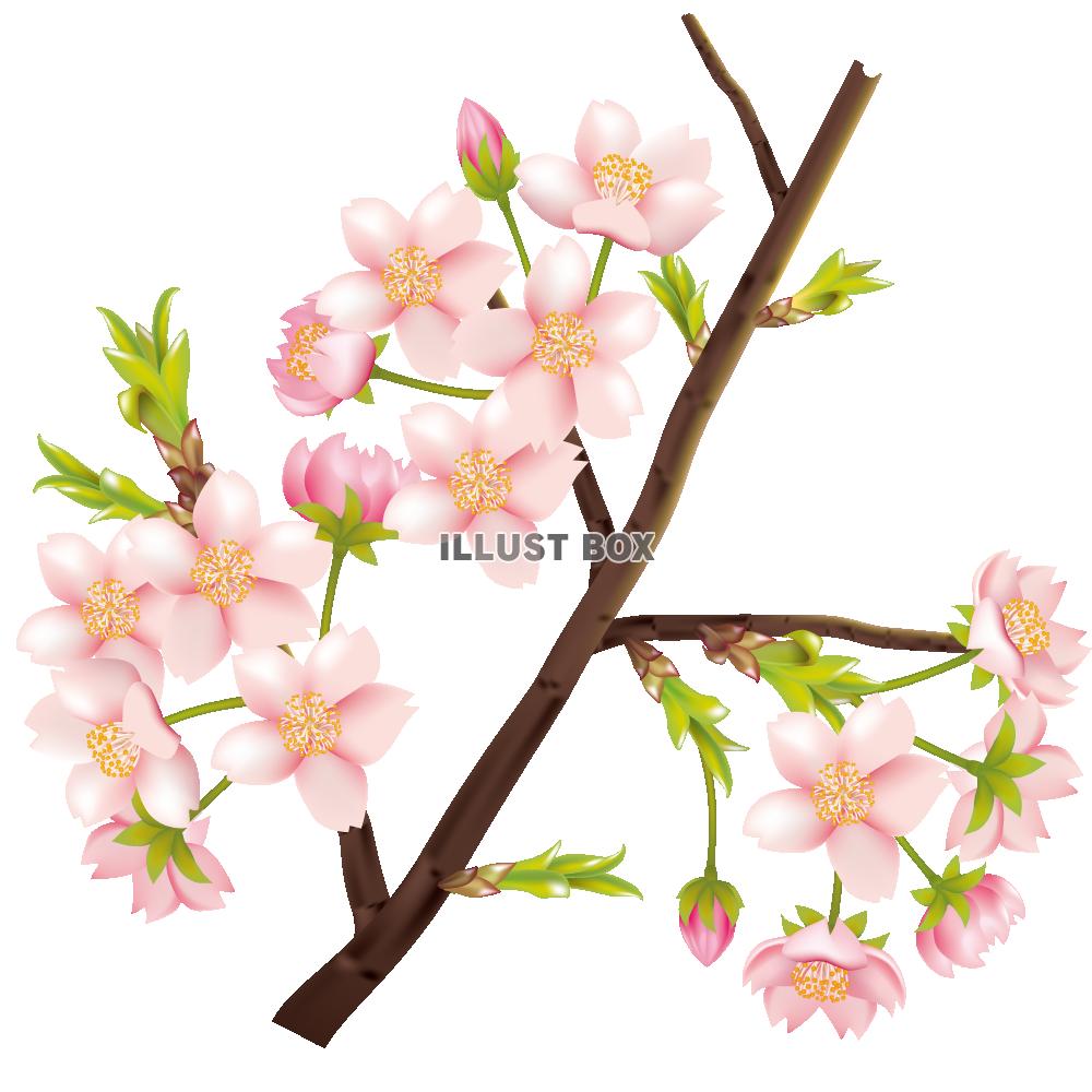 無料イラスト 透過pngイラスト 桜の花とつぼみの枝03