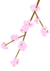 桜の枝