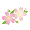 桜の花イラスト【透過PNG】