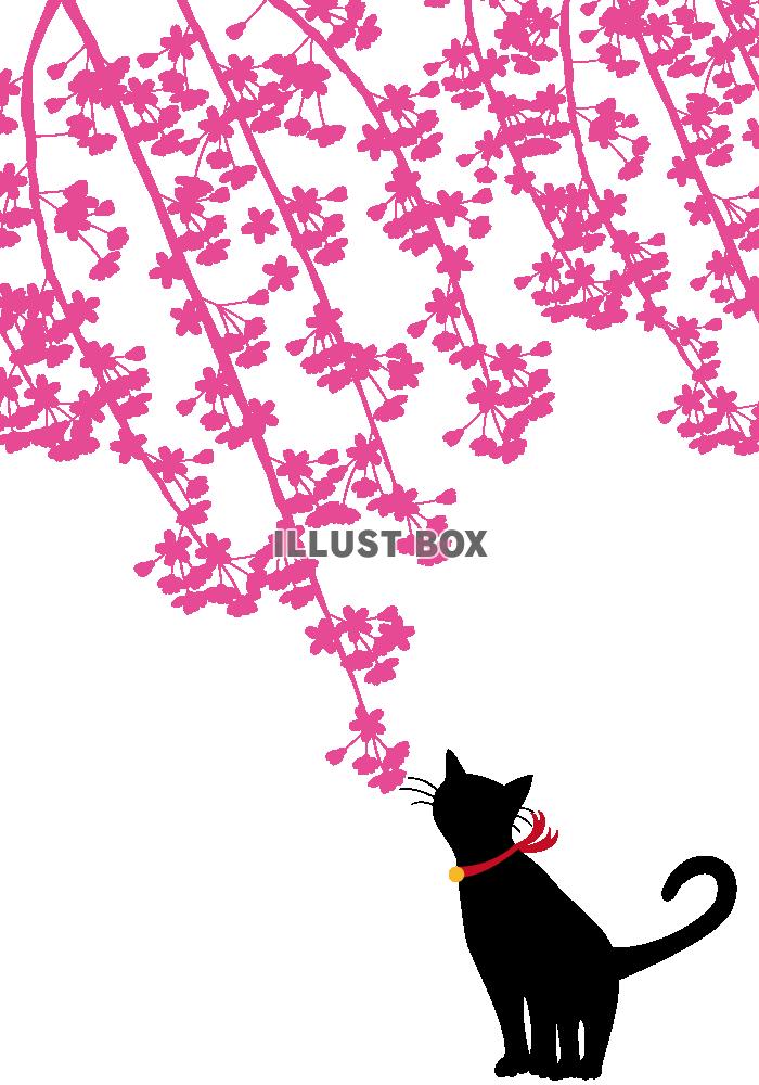無料イラスト 透過pngイラスト しだれ桜と猫