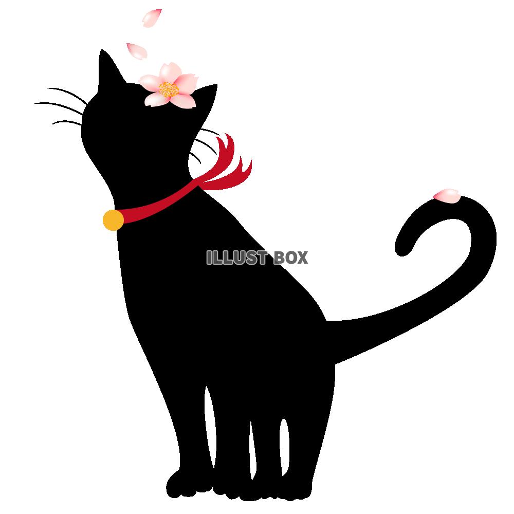 無料イラスト 透過pngイラスト 黒猫と桜の花びら