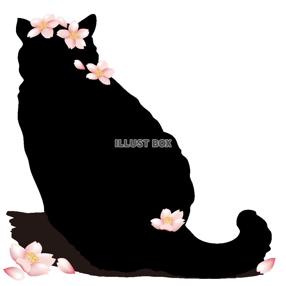 無料イラスト 透過pngイラスト 黒猫と桜の花びら02