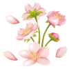 【透過PNGイラスト】　桜の花01