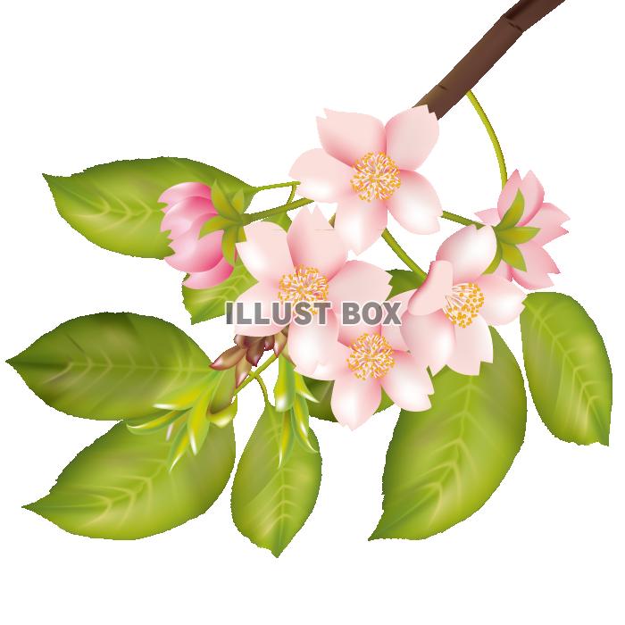 桜の花 イラスト無料