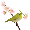 【透過PNGイラスト】　桜の花とメジロ（目白）02　（ウグイスではありません）