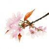 桜＜春の花＞