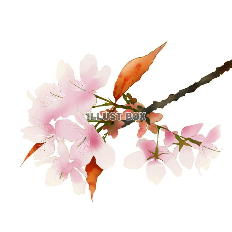 無料イラスト 桜 春の花
