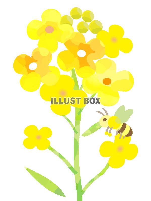 無料イラスト 菜の花とミツバチ