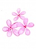 ピンクの花たち