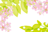 新緑と桜の花のフレーム枠