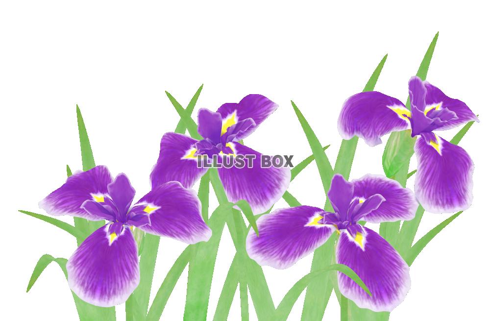 無料イラスト 菖蒲の花６ 紫