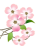 ハナミズキ 透過PNG