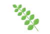 緑の葉っぱのカットPNG透過加工