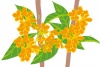 キンモクセイの花の透過