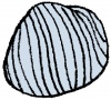 貝殻２