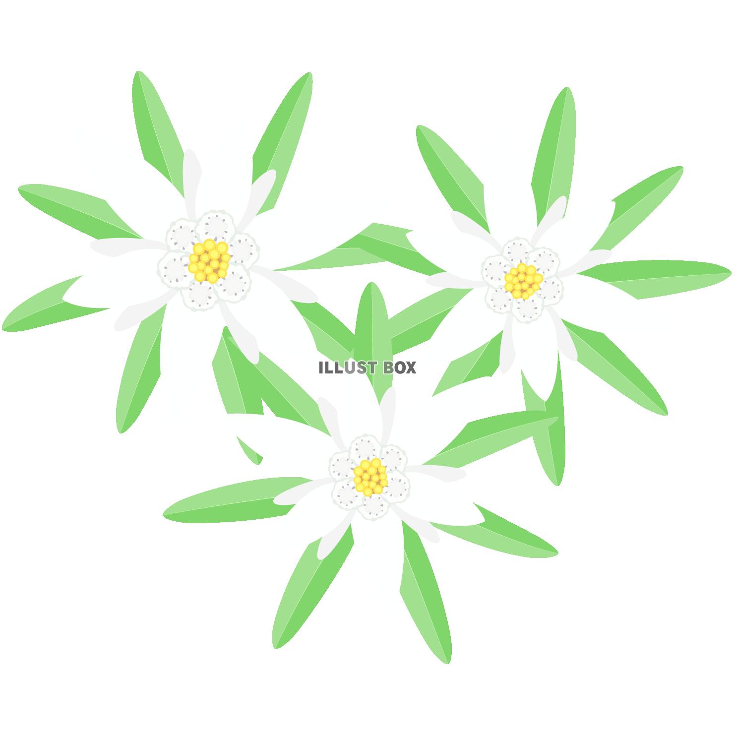 エーデルワイスの花(png・CSeps）