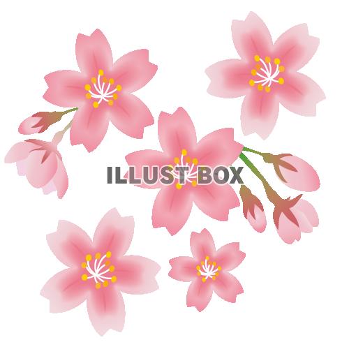トップ100 桜 イラスト 透過 美しい花の画像