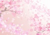 見上げた桜の風景