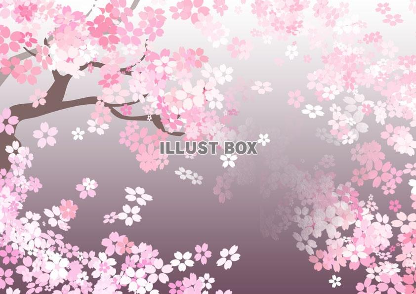 無料イラスト 夜桜の風景