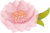 桃の花　01　透過PNG