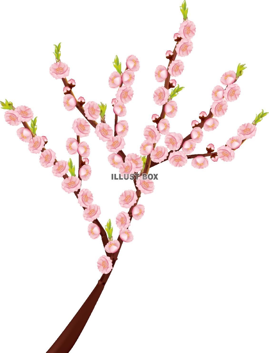 【ひな祭りイラスト】桃の木　透過PNG