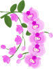 ピンクの蘭の花