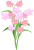 蘭の花 ピンク