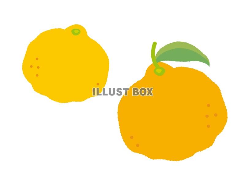 無料イラスト 冬至の柚子