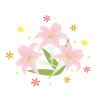 可愛い百合の花2