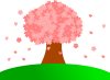 一本桜　満開（透過PNG）