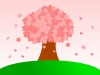 一本桜　満開　ピンク背景