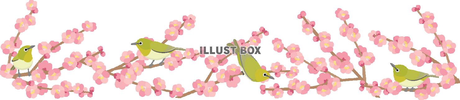 無料イラスト メジロと桃の花のライン