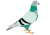 鳩