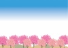 桜並木風景