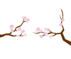 桜の枝ワンポイント　※茶枝