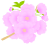 八重桜（薄い色）２