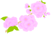 八重桜（薄い色）３