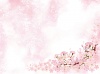 お花吹雪桜吹雪さくら吹雪サクラ吹雪さくらふぶきサクラふぶき桜ふぶき舞い散る春植物