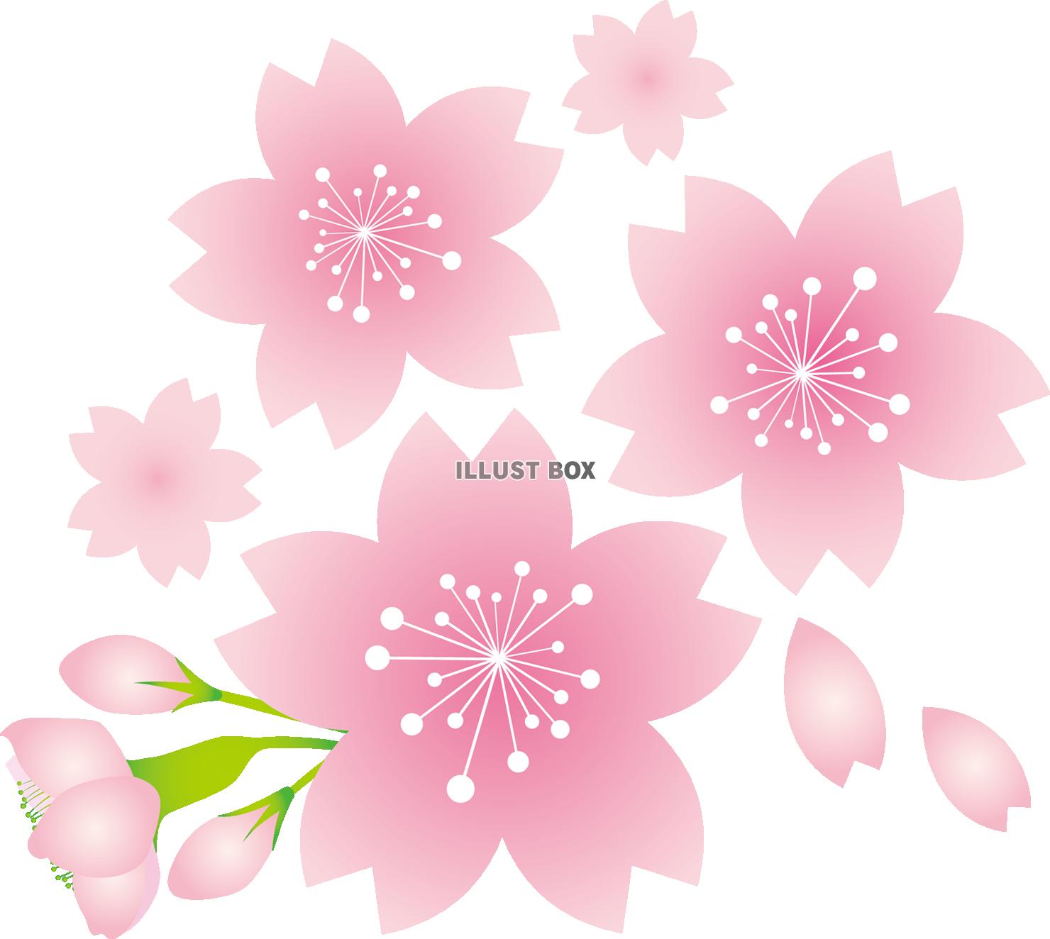 無料イラスト お花桜の花さくらの花サクラの花春植物満開お花見季節感春の花ア