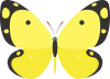 昆虫　黄色いモンキチョウ