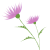 あざみの花（PNG）